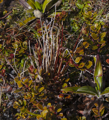 Schoenus pauciflorus