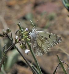 Anthocharis lanceolata
