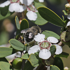 Habropoda miserabilis
