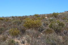 Leucadendron glaberrimum glaberrimum