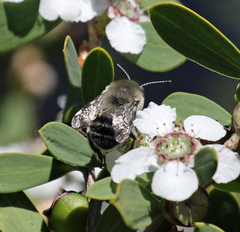 Habropoda miserabilis