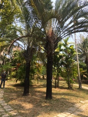 Dypsis decaryi