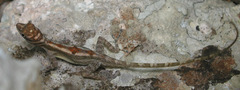 Anolis lucius