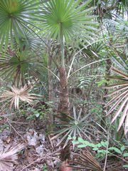 Coccothrinax