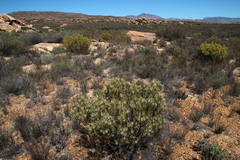 Leucadendron glaberrimum glaberrimum