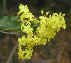 Ouratea agrophylla
