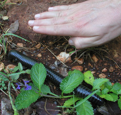 Nesobolus