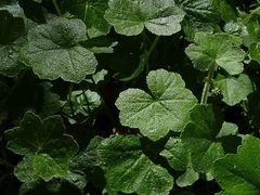 Hydrocotyle acutiloba