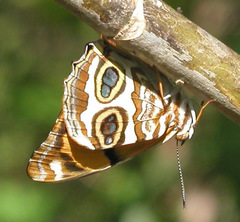 Lucinia sida