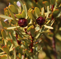 Leucadendron glaberrimum glaberrimum