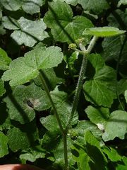 Hydrocotyle acutiloba