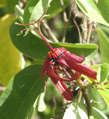 Passiflora cupraea
