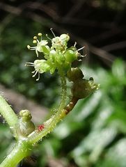 Hydrocotyle acutiloba