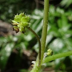 Hydrocotyle acutiloba