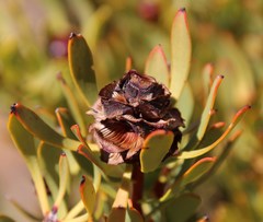 Leucadendron glaberrimum glaberrimum