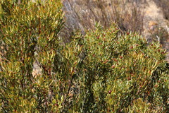 Leucadendron glaberrimum glaberrimum