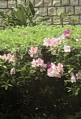Rhododendron