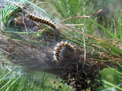 Thaumetopoea wilkinsoni