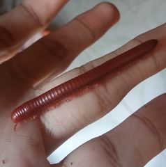 Trigoniulus corallinus