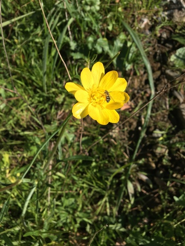 iNaturalist observation photo of California buttercup