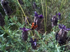Zygaena graslini
