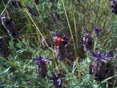 Zygaena graslini