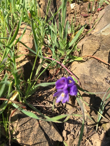 iNaturalist observation photo of blue dicks