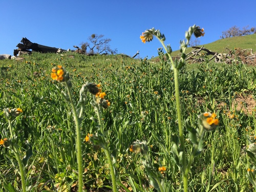 iNaturalist observation photo of Fiddlenecks