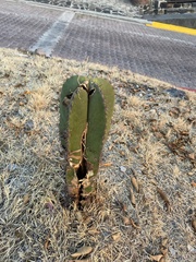 Lophocereus
