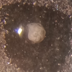 Lenticulina australis
