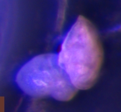 Lenticulina australis