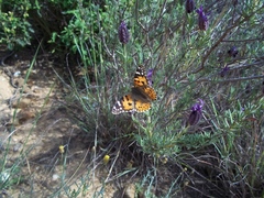 Vanessa cardui
