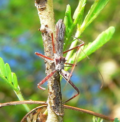 Nagusta