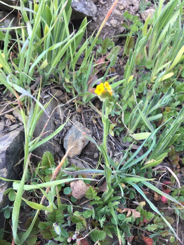 iNaturalist observation photo of Fiddlenecks