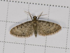 Eupithecia jejunata