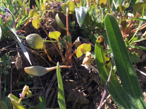iNaturalist observation photo of spring beauties
