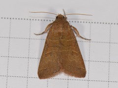 Cissusa