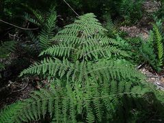 Hypolepis glandulifera