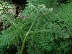 Hypolepis glandulifera