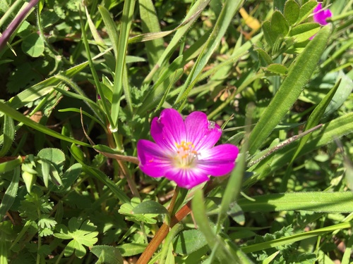 iNaturalist observation photo of redmaids