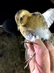 Coturnicops noveboracensis