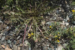 Taraxacum sinicum