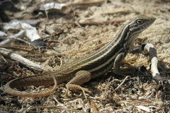 Leiocephalus stictigaster septentrionalis