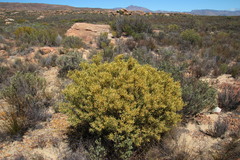 Leucadendron glaberrimum glaberrimum