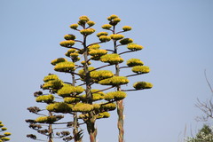 Agave gentryi