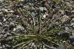 Taraxacum sinicum