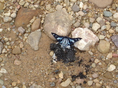 Jemadia