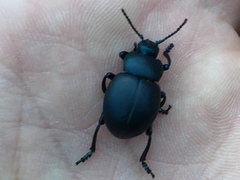 Timarcha tenebricosa