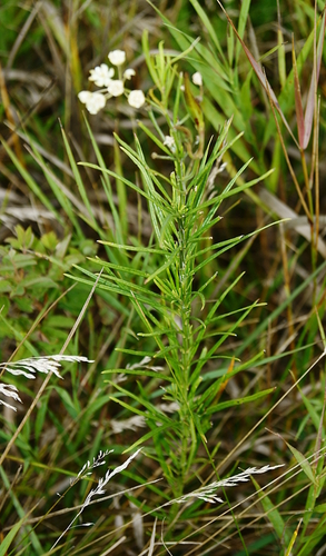 Asclepias verticillata
