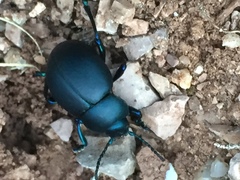 Timarcha tenebricosa